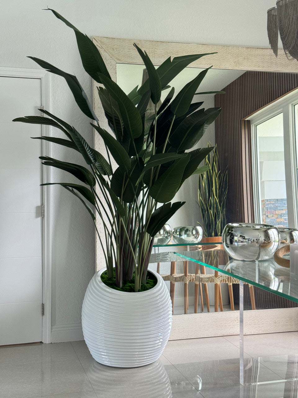 Bird of Paradise in White Spiral Planter