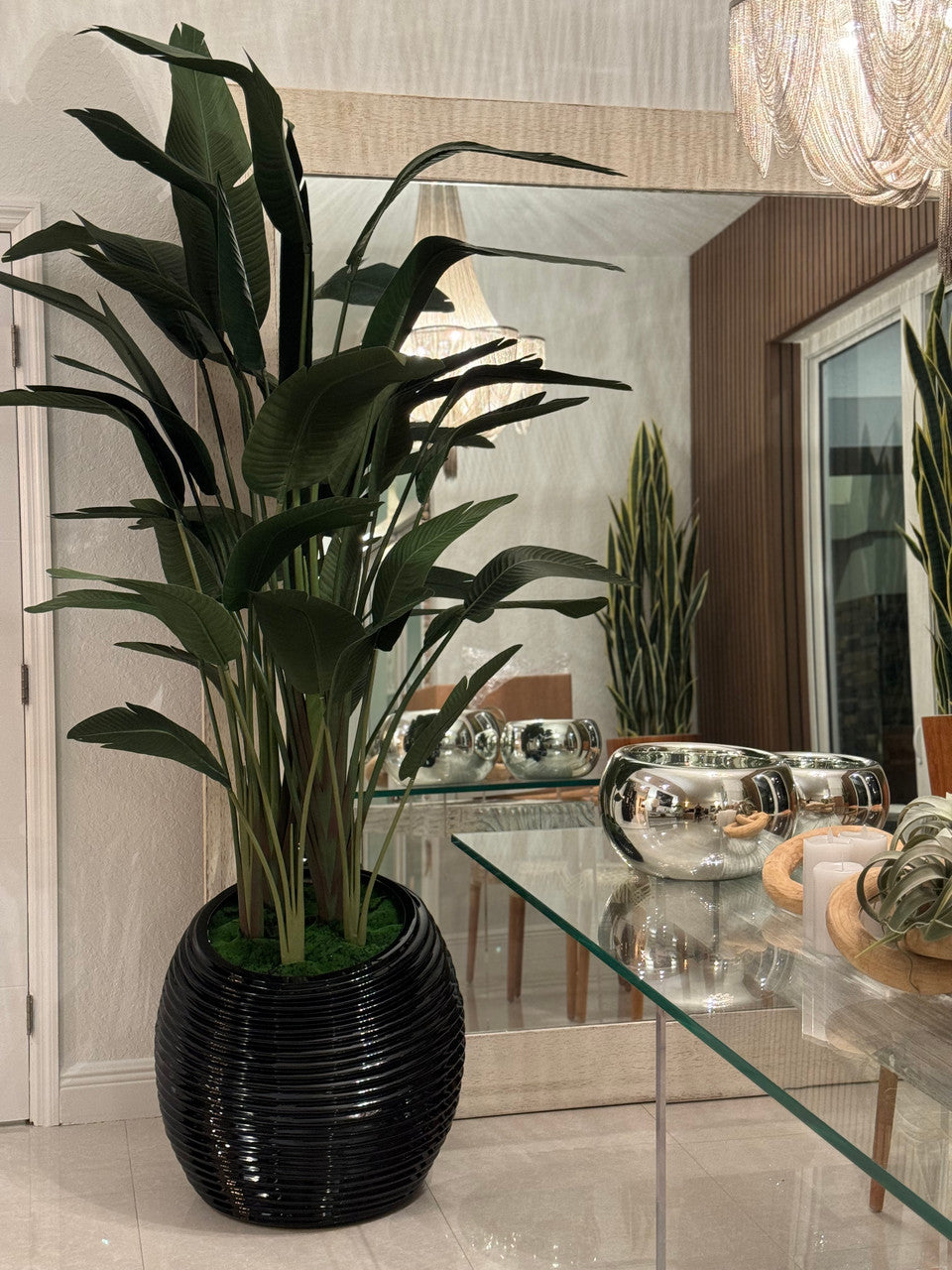 Bird of Paradise in Black Spiral Planter