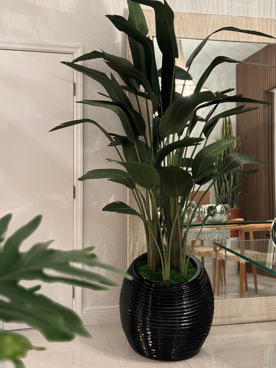 Bird of Paradise in Black Spiral Planter