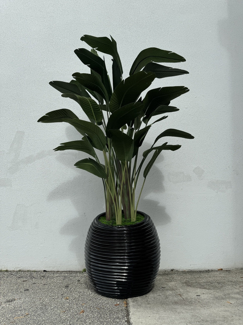Bird of Paradise in Black Spiral Planter