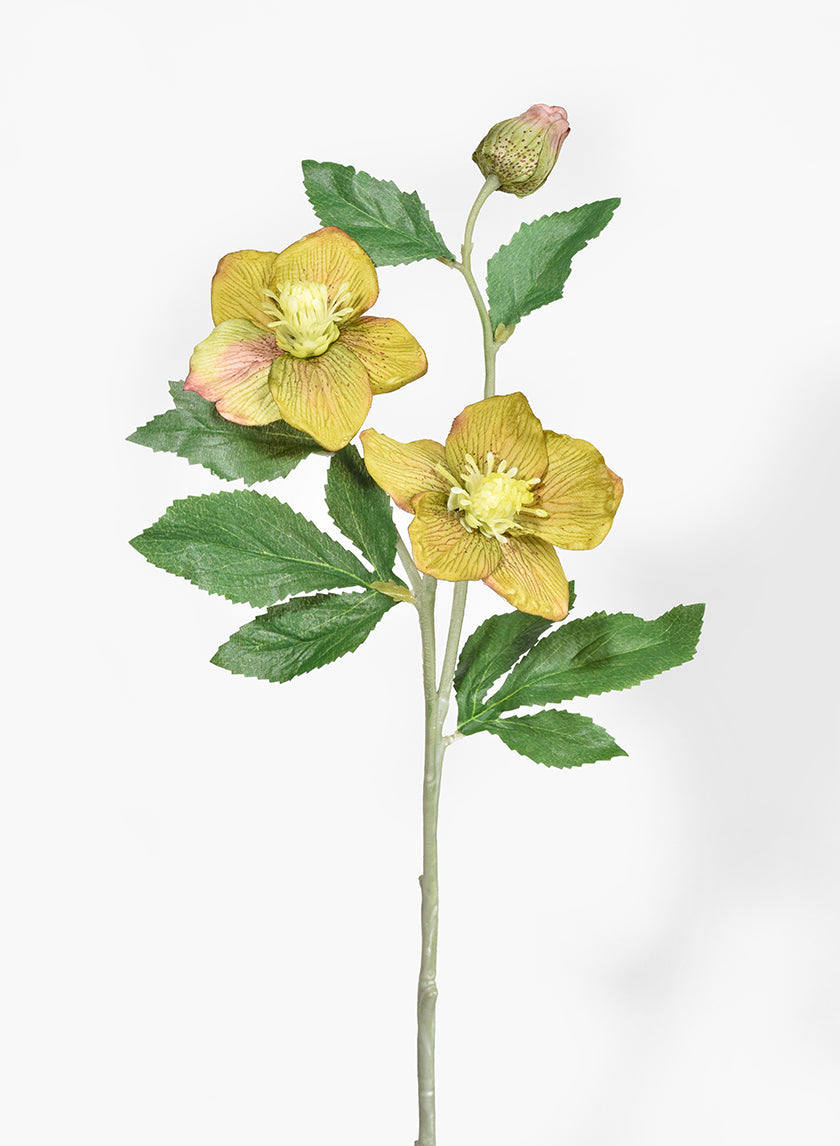 22in Long Green Hellebores Spray