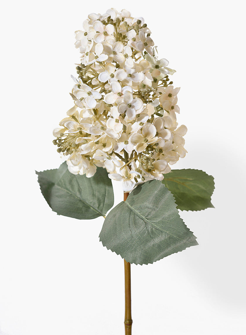 20in Long White Panicle Hydrangea, Case of 12