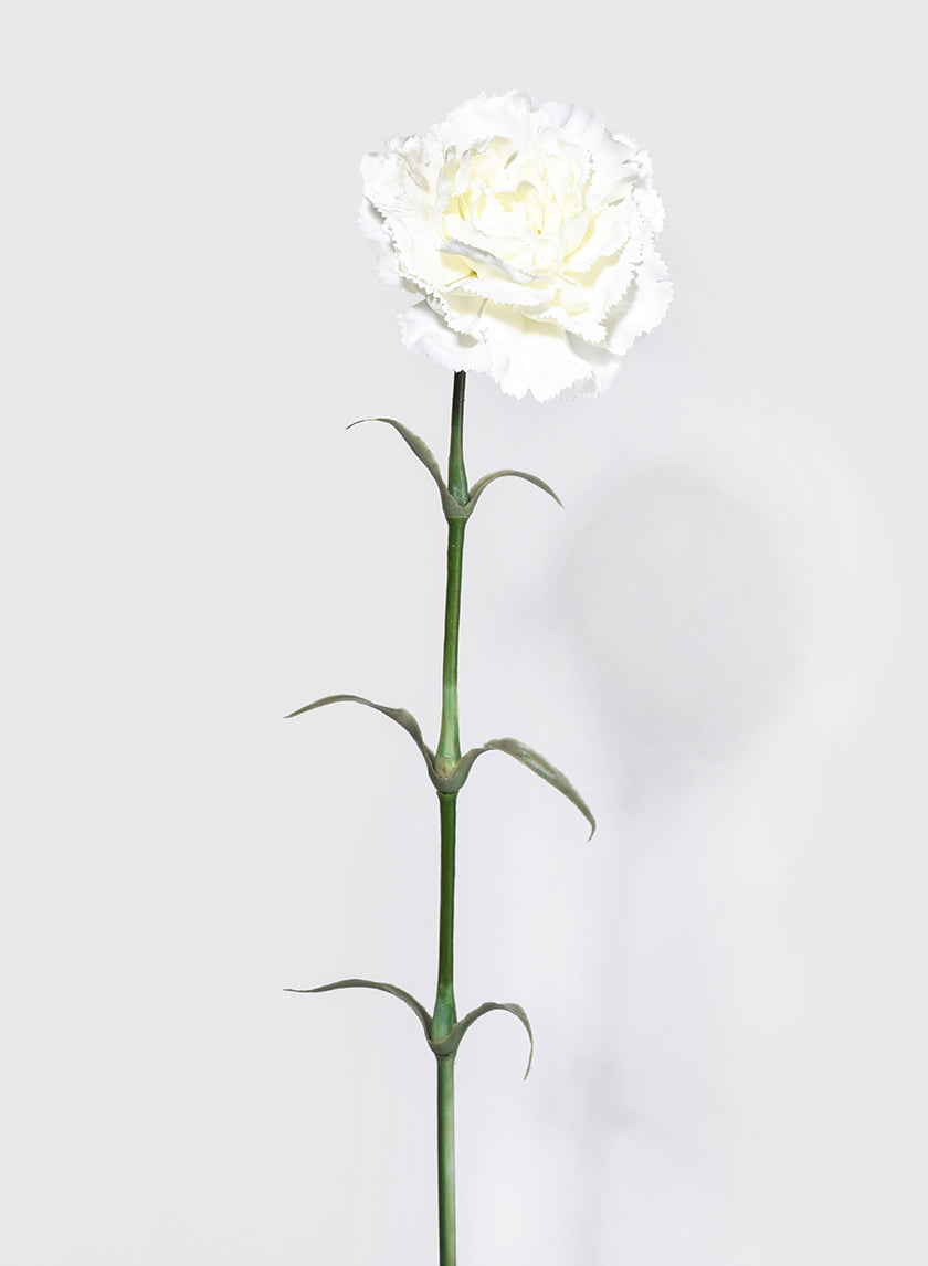 24in Long White Carnation