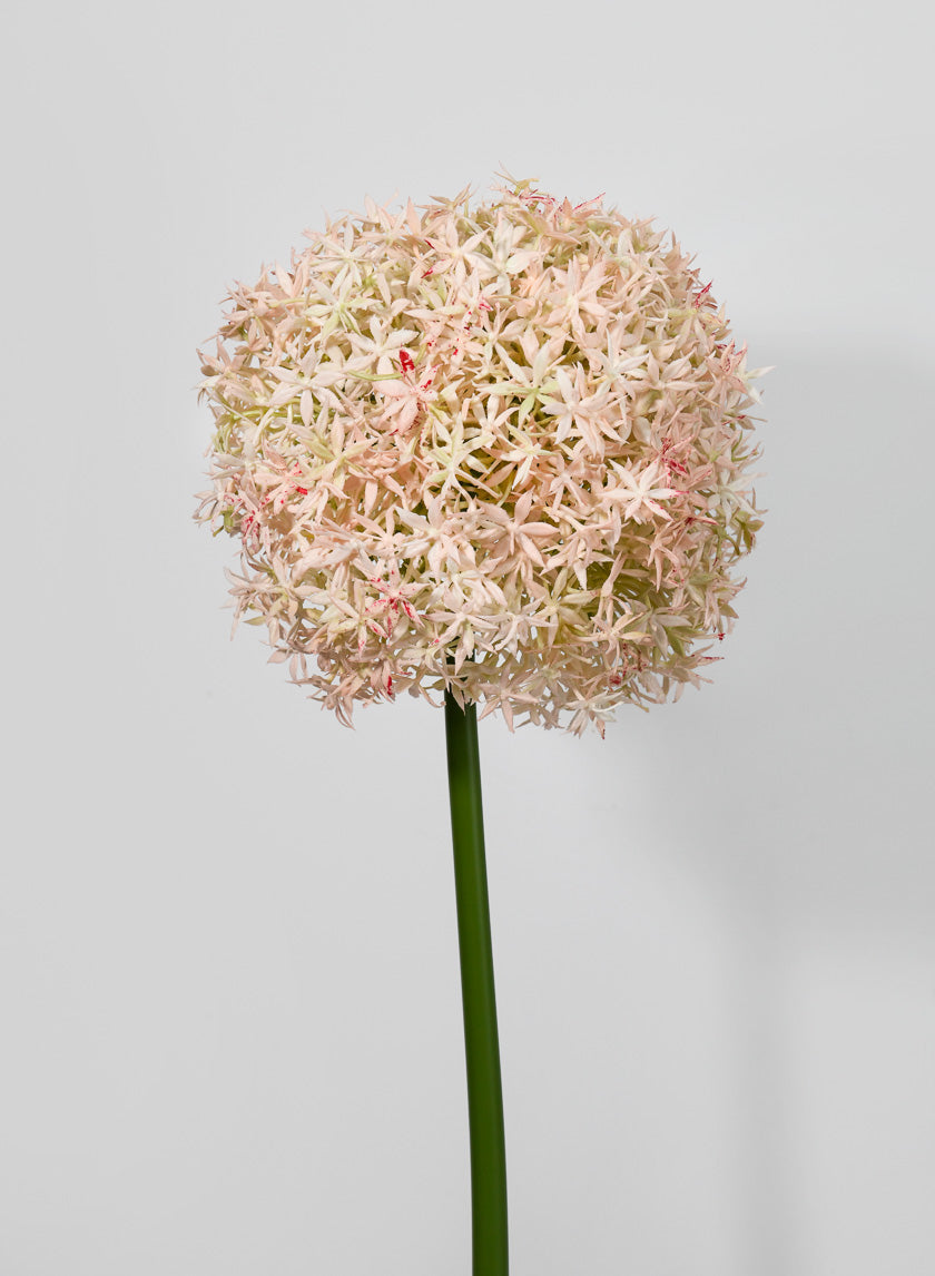 35.5in Long Giant Allium