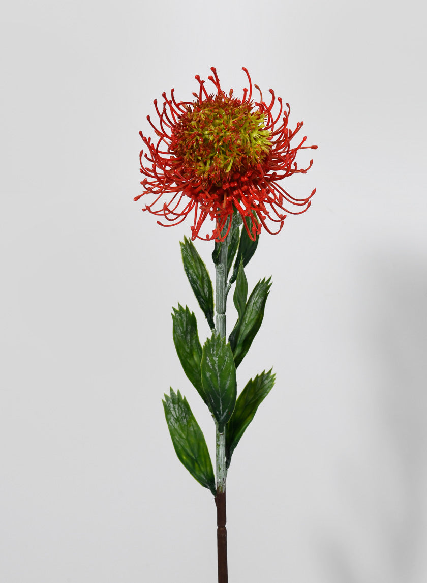 23.5in Long Blooming Protea Spray