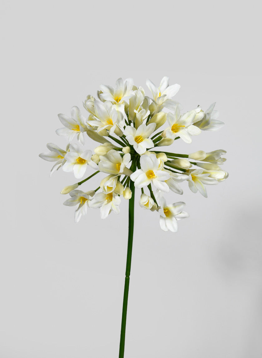 29.5in Long Agapanthus Spray