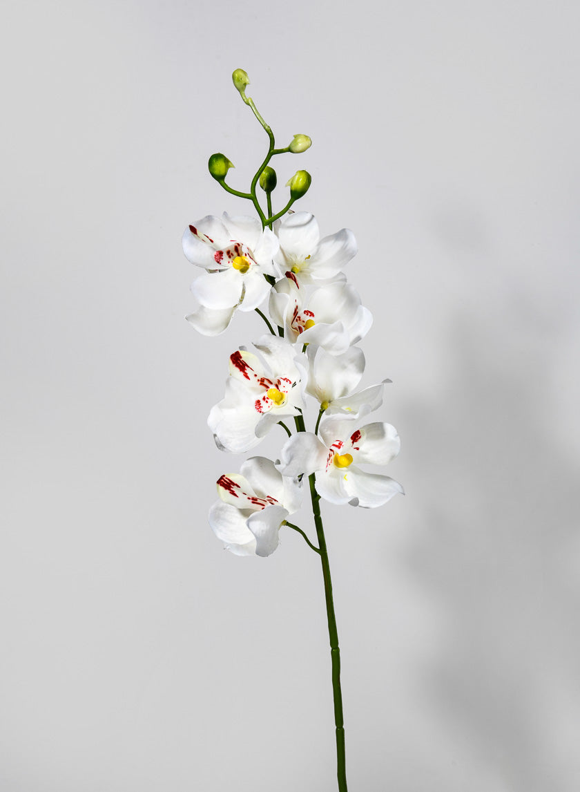 21in Long Mokara Orchid Spray