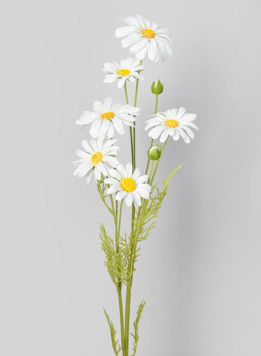 35in Long White Shasta Daisy Spray