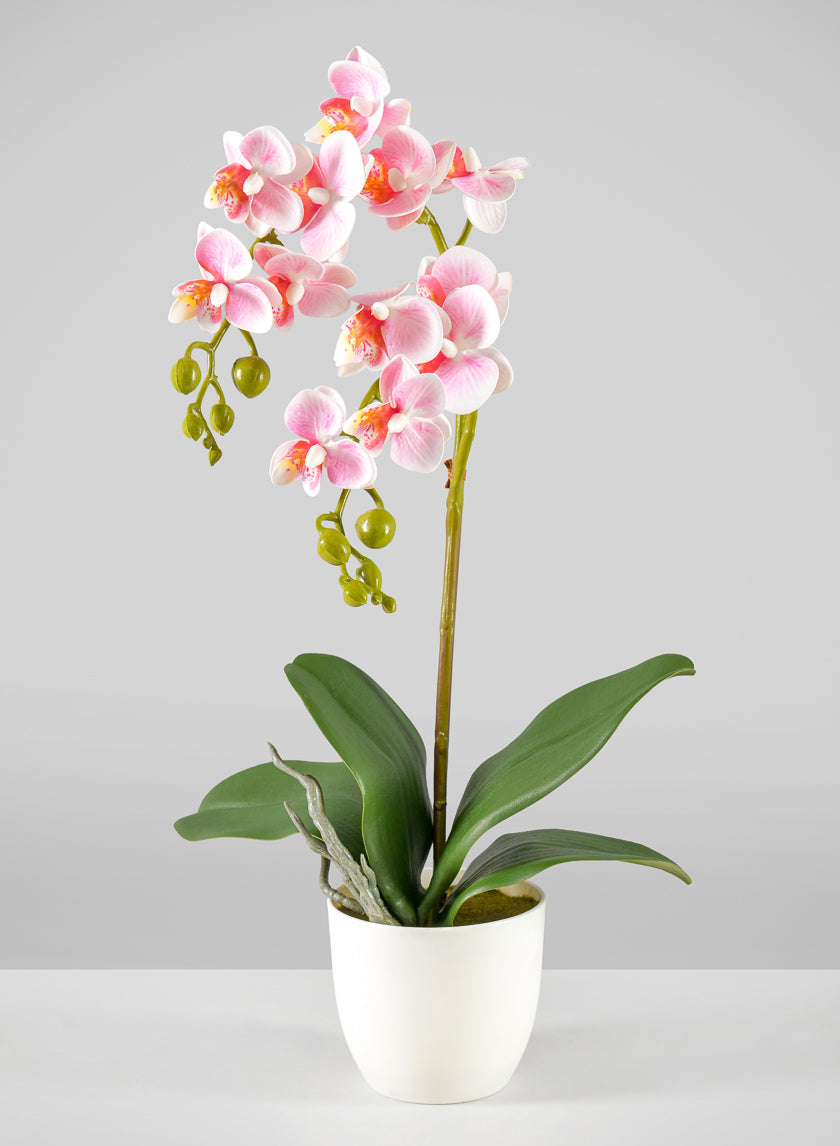 16in Tall Pink Phalaenopsis Orchid Potted Plant, Case of 12