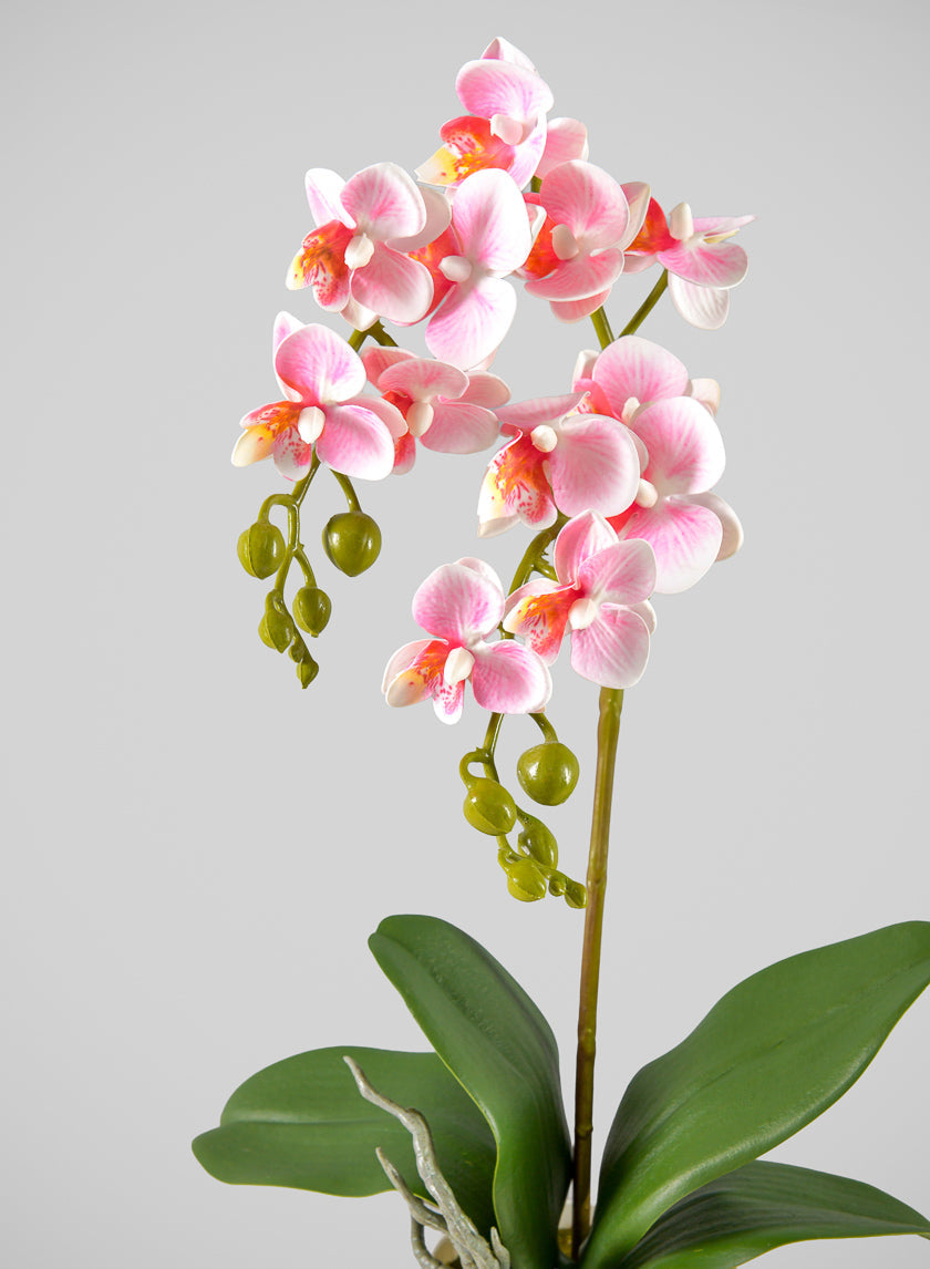 16in Tall Pink Phalaenopsis Orchid Potted Plant, Case of 12