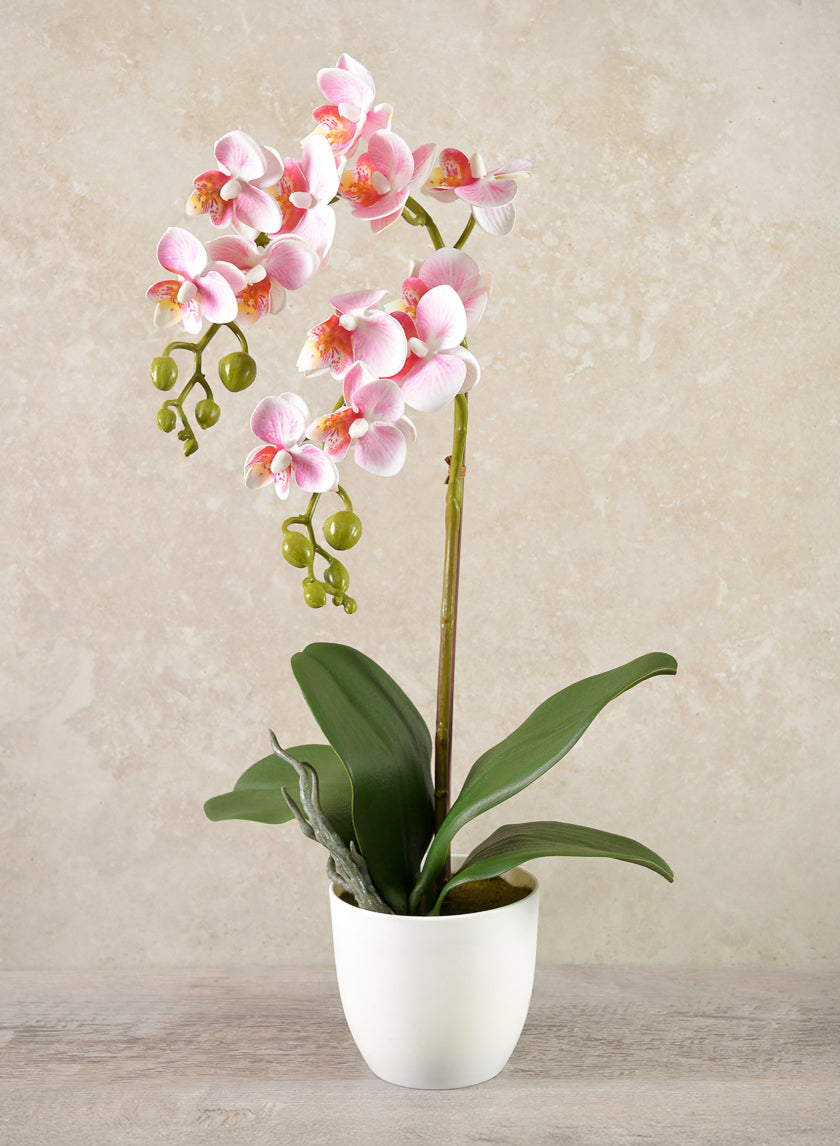 16in Tall Pink Phalaenopsis Orchid Potted Plant, Case of 12