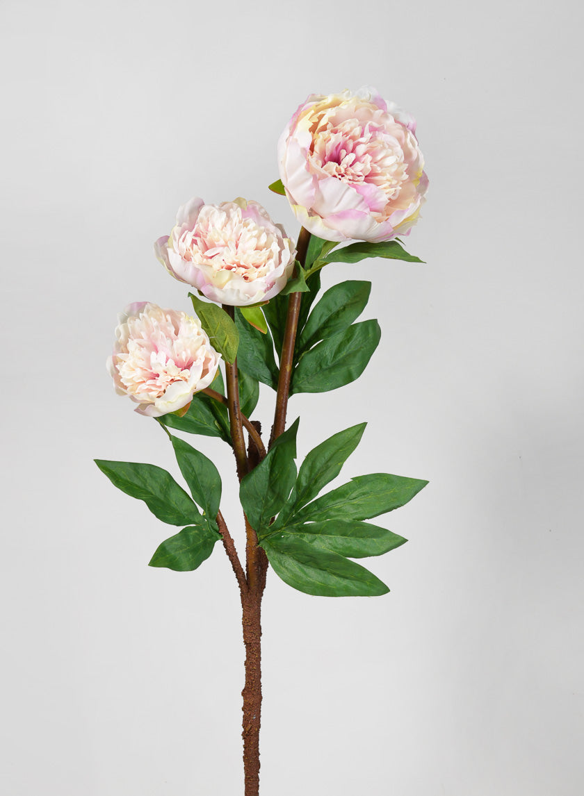 35in Long Light Pink Garden Peony Stem
