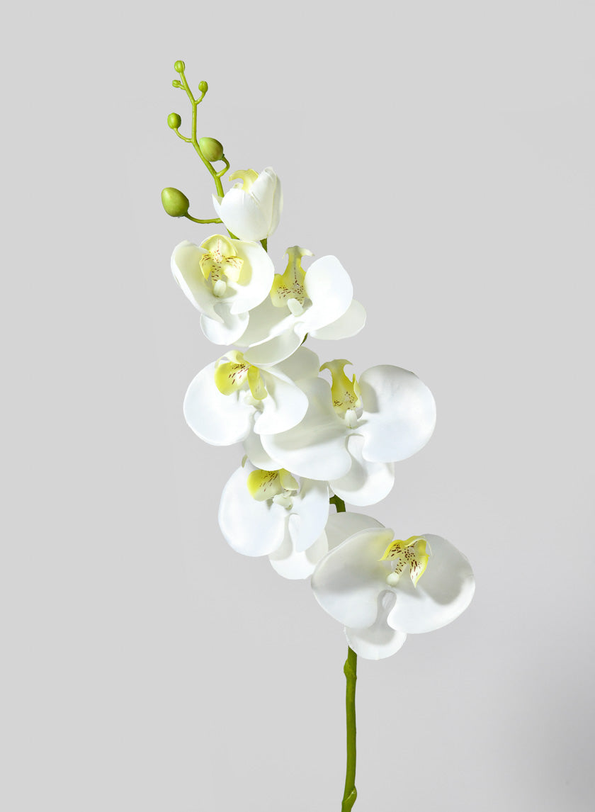 35in Long White & Yellow Phalaenopsis