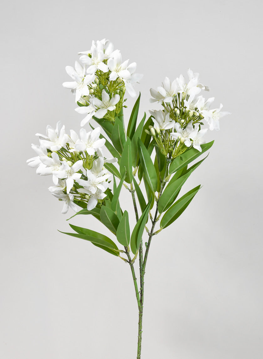 36in Long Blooming Stephanotis Branch