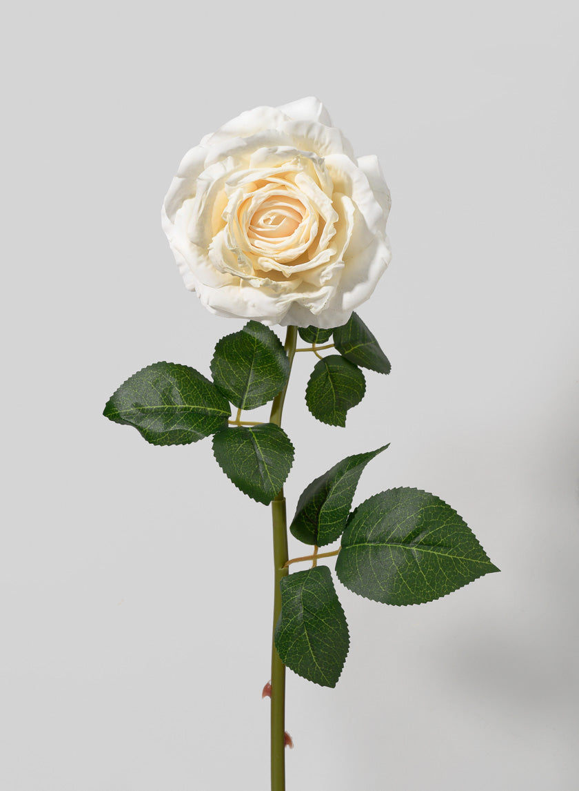 21in Long Cream Rose