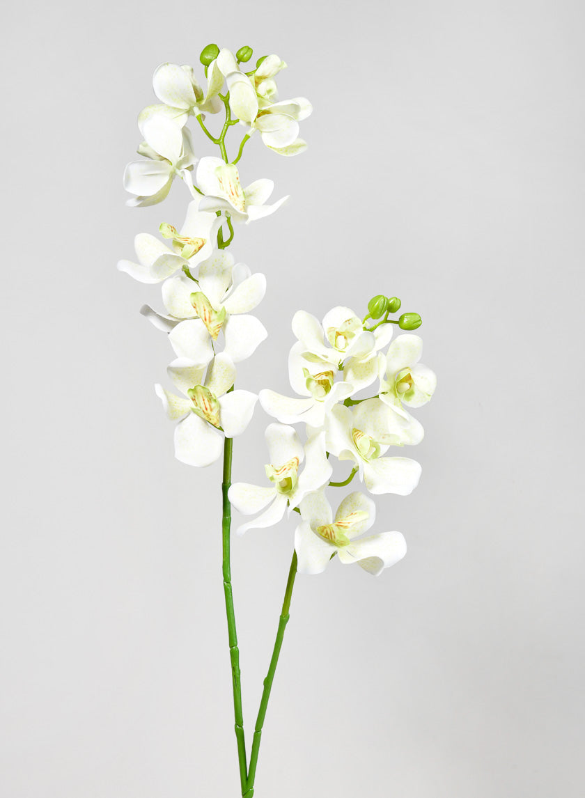 33in Long Green Double Orchid Stem