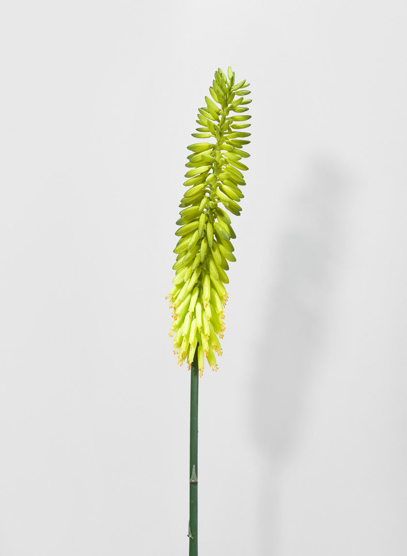 34in Long Cape Aloe Flower, Green