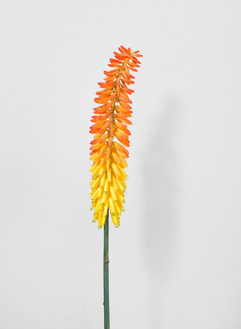 34in Long Cape Aloe Flower, Orange