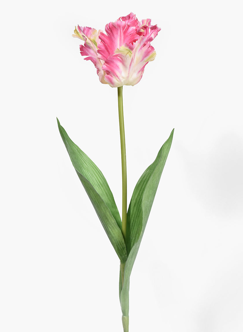 26in Long Pink Parrot Tulip