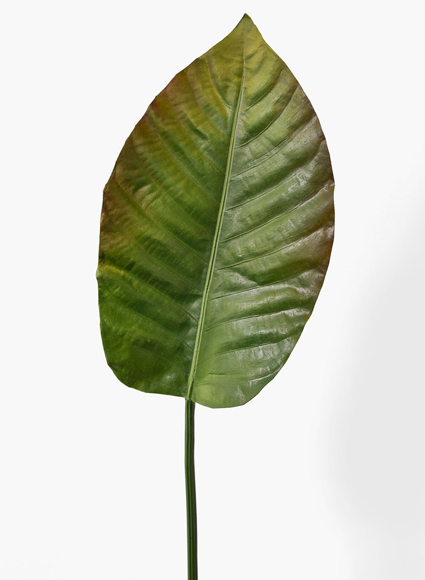 34in Long Paradise Leaf, Case of 12