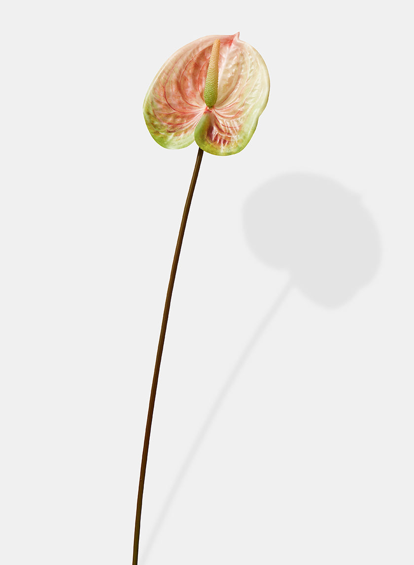 22in Long Peach & Green Anthurium Spray, Case of 24