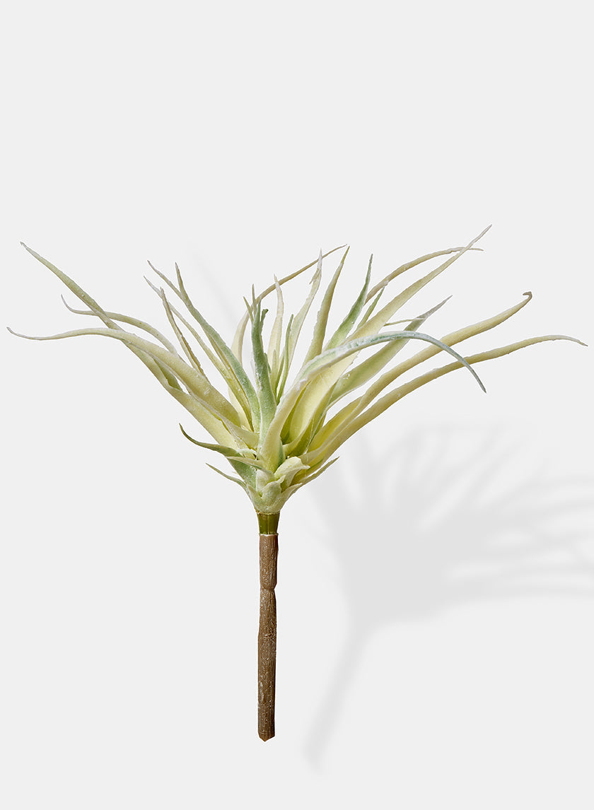 10in Long Mini Tillandsia