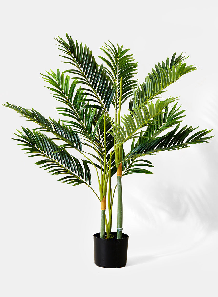 3ft Tall Golden Cane Palm Tree