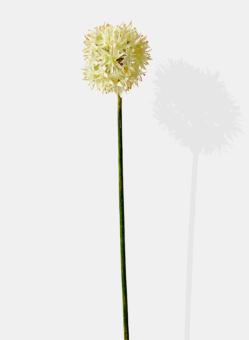 29in Long White Allium