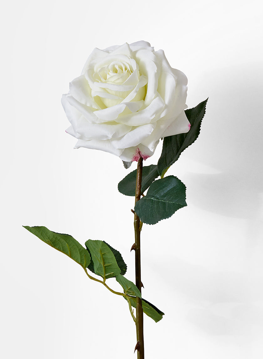 31in Long White Garden Rose