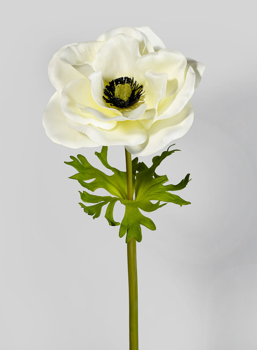 22in Long Cream Anemone