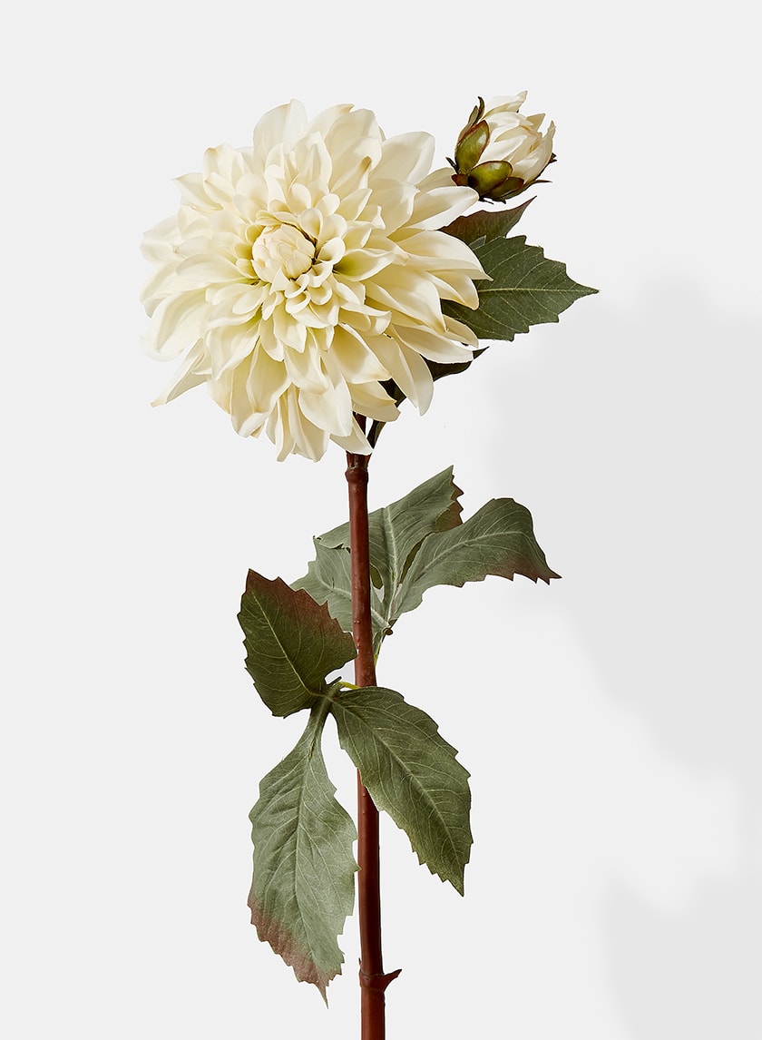 33in Long Cream Dahlia