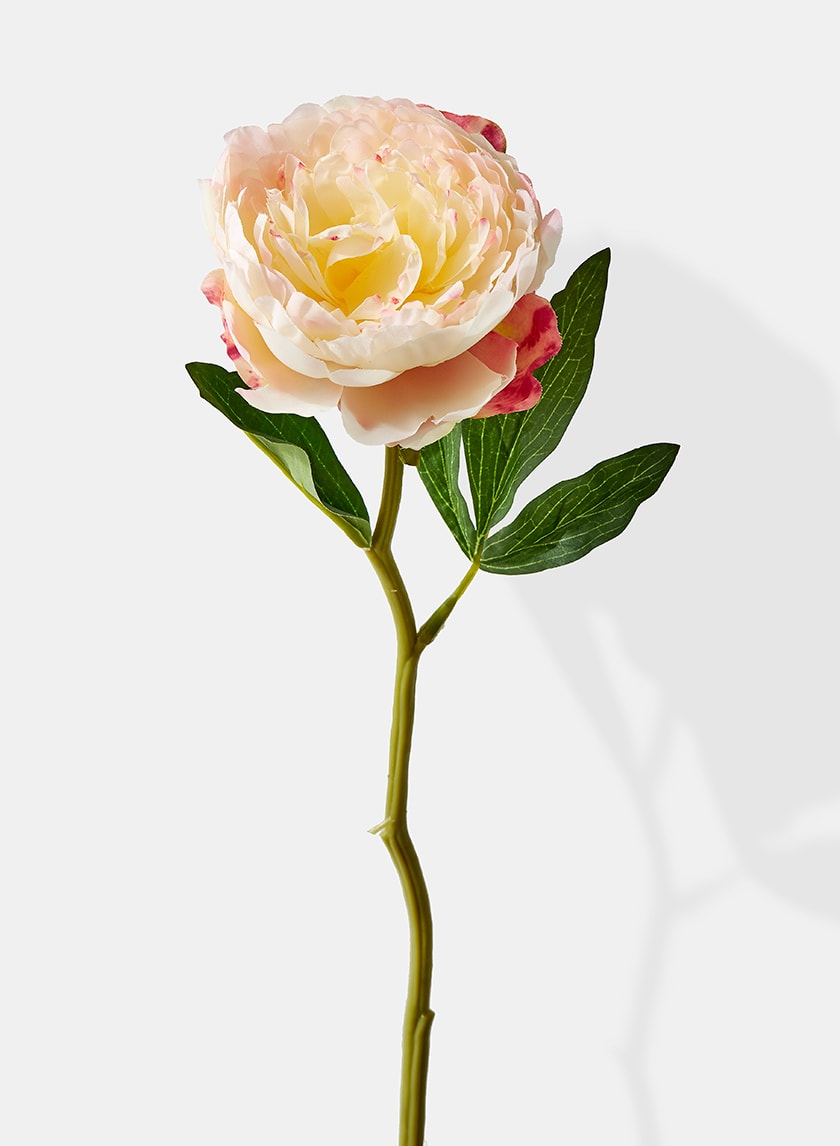 13in Long Cream Peony