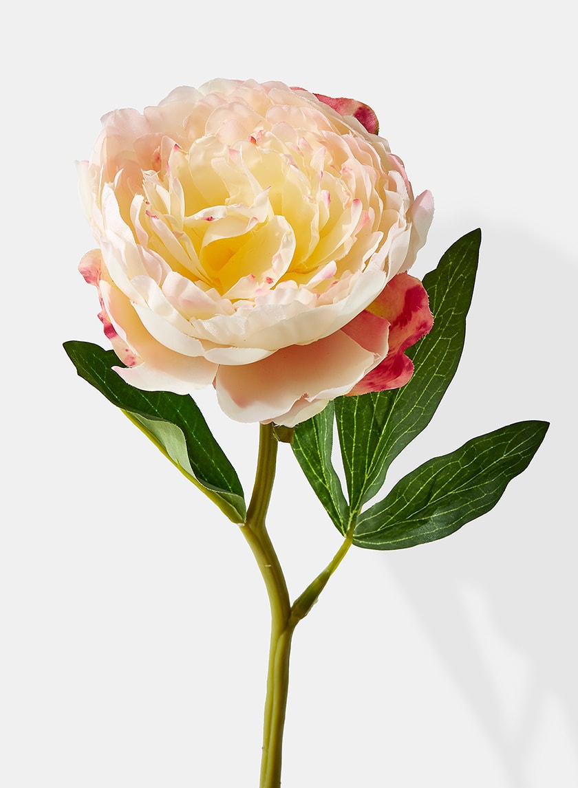 13in Long Cream Peony