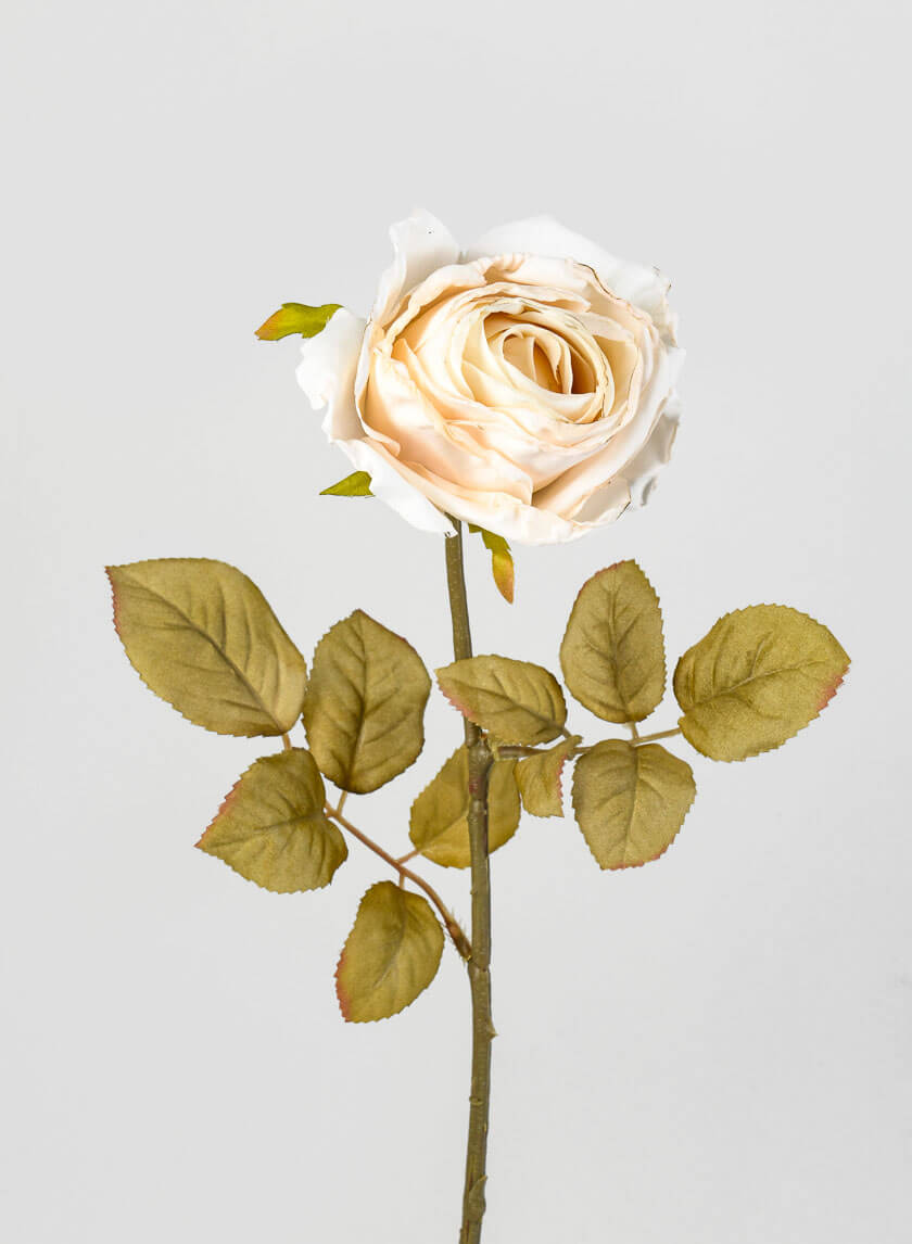 26.5in Long Cream Single Tea Rose Spray