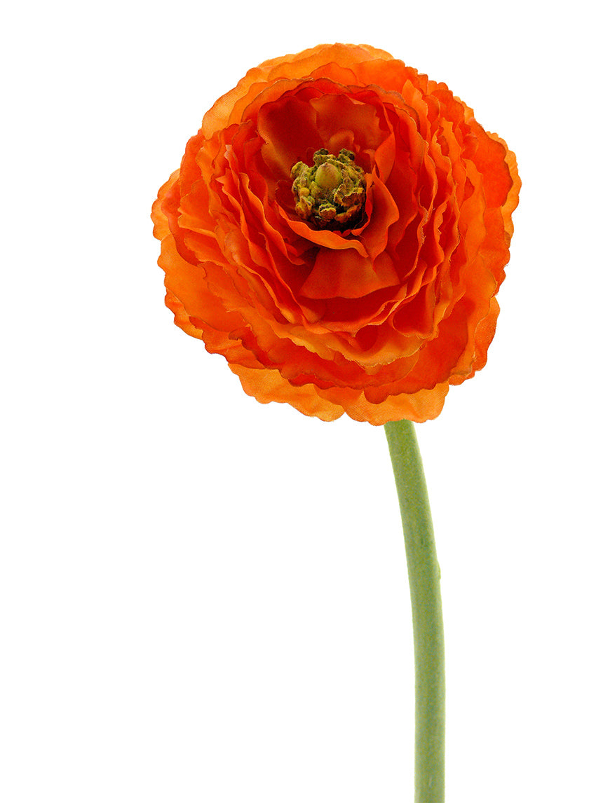 26in Long Dark Orange Ranunculus