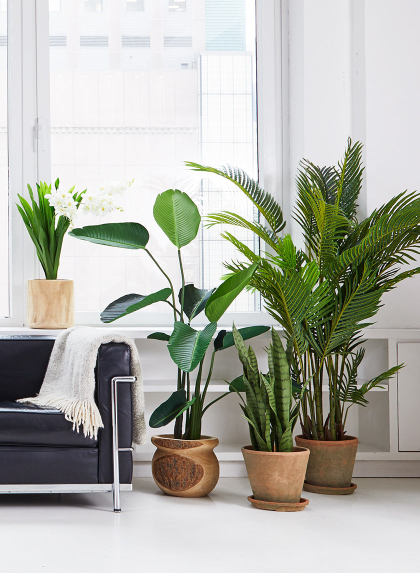 28in Tall Sansevieria Trifasciata Snake Plant