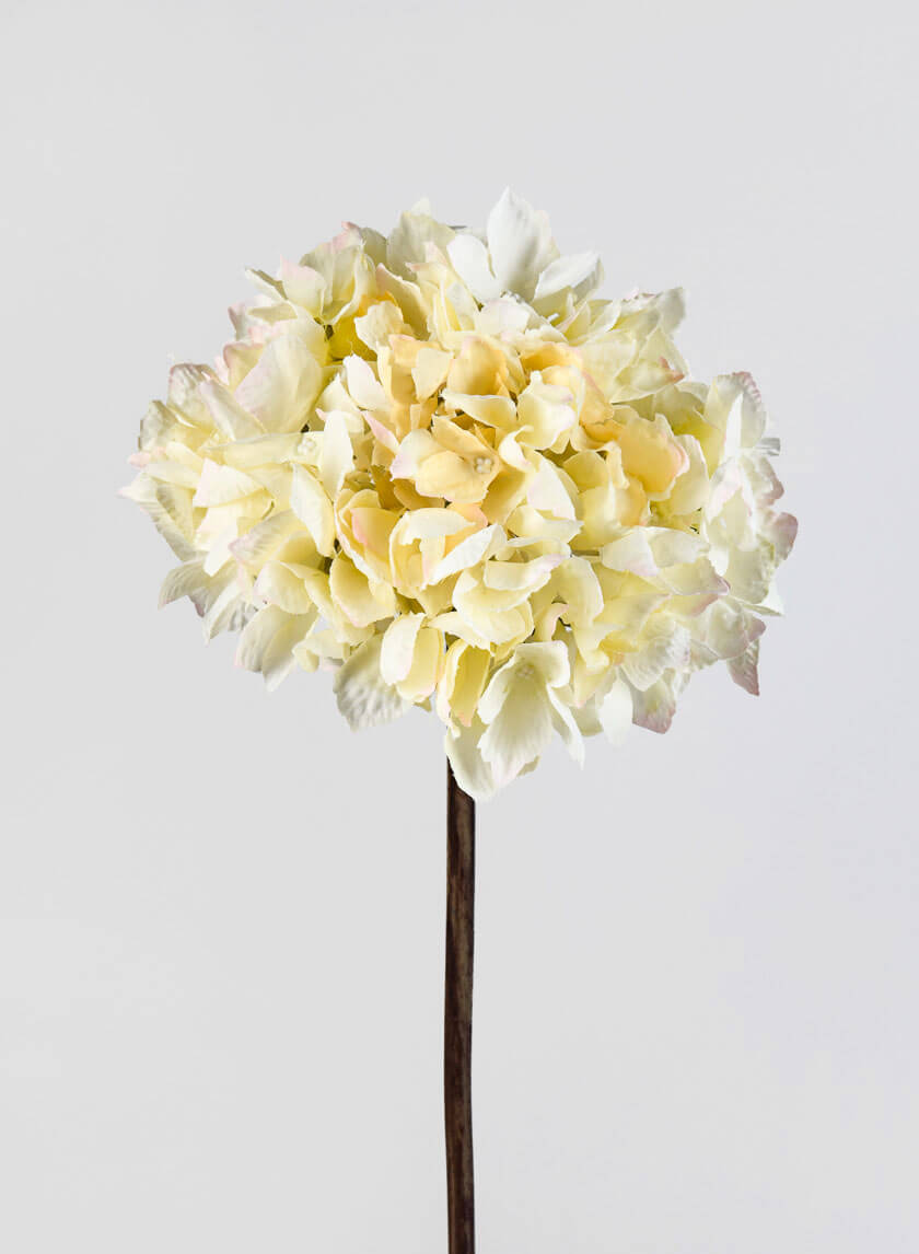 20in Long Cream Single Hydrangea Spray