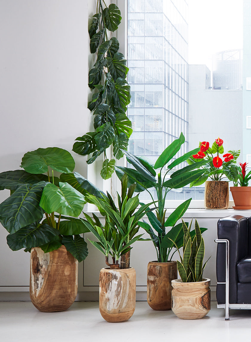 27in Tall Sansevieria Trifasciata Snake Plant
