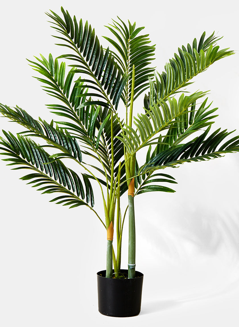 3ft Tall Golden Cane Palm Tree
