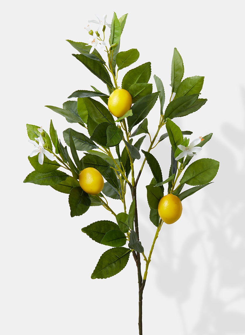 30in Long Lemon Tree Branch