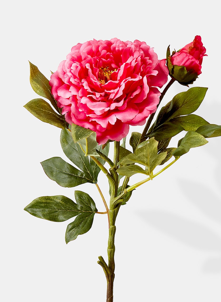 30in Long Pink Luo Yang Peony