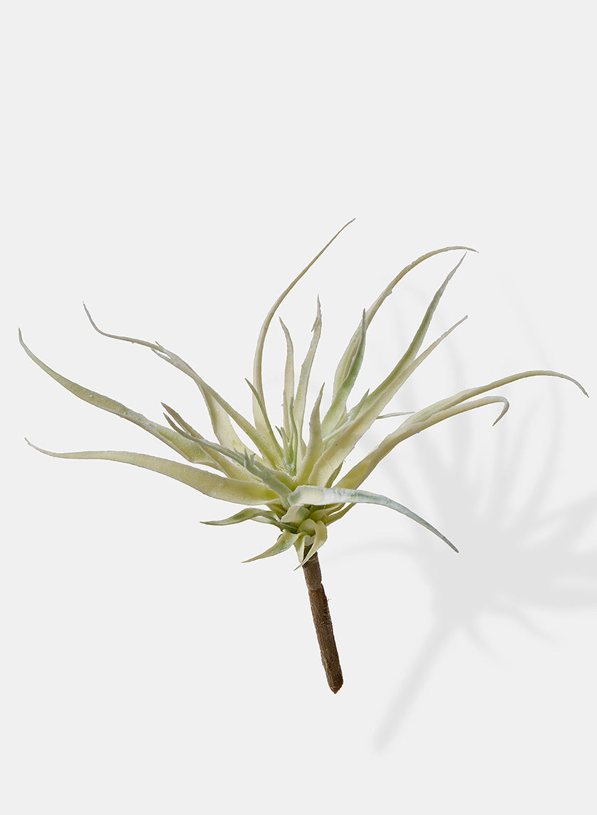 10in Long Mini Tillandsia