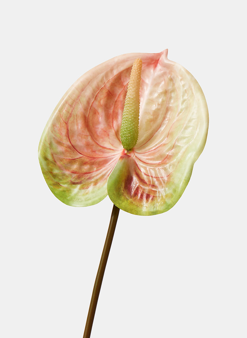 22in Long Peach & Green Anthurium Spray, Case of 24