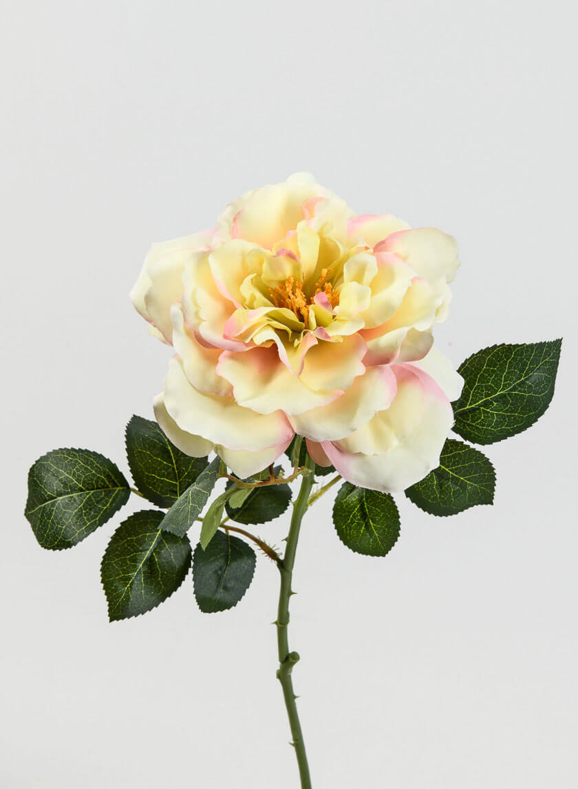 24.5in Long Pink & Cream Provence Rose Spray