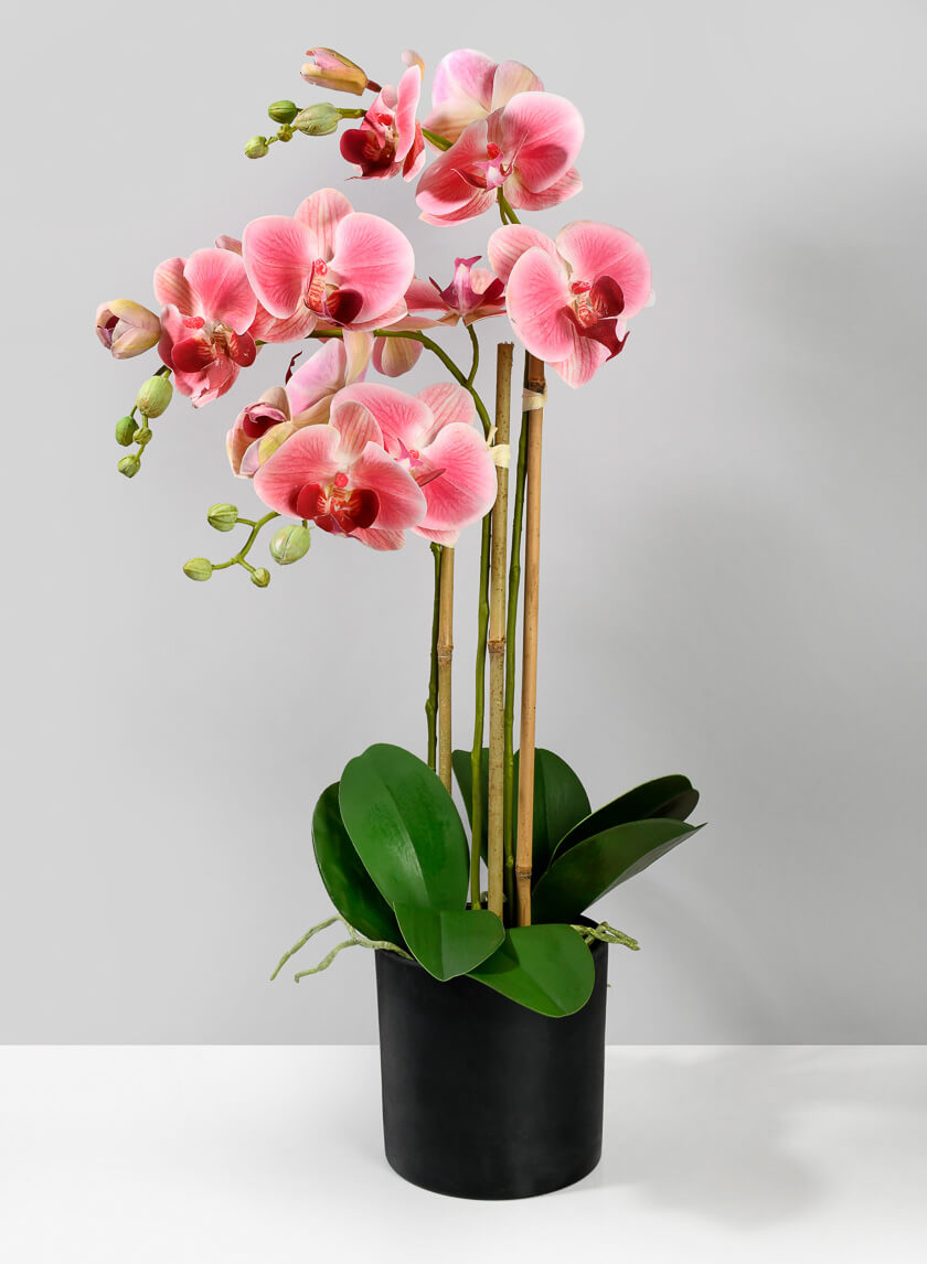 26in Tall Pink Phalaenopsis Orchid In a Pot