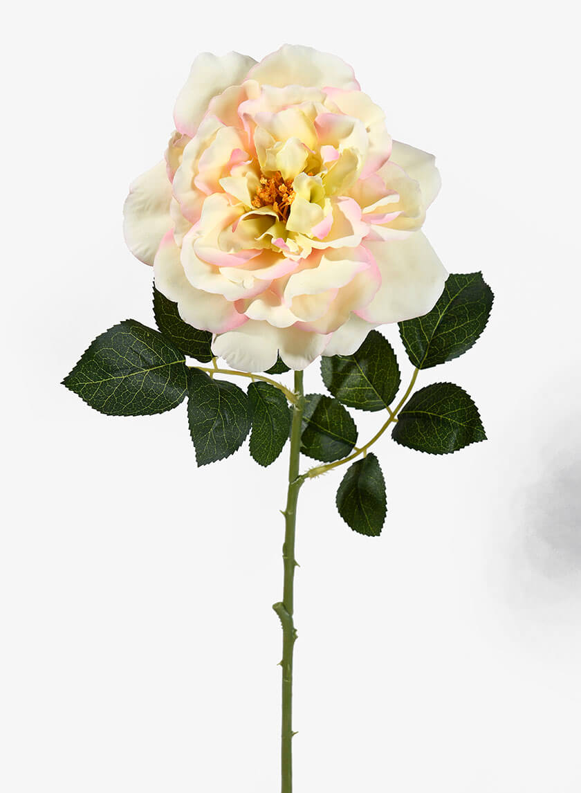 24.5in Long Pink & Cream Provence Rose Spray