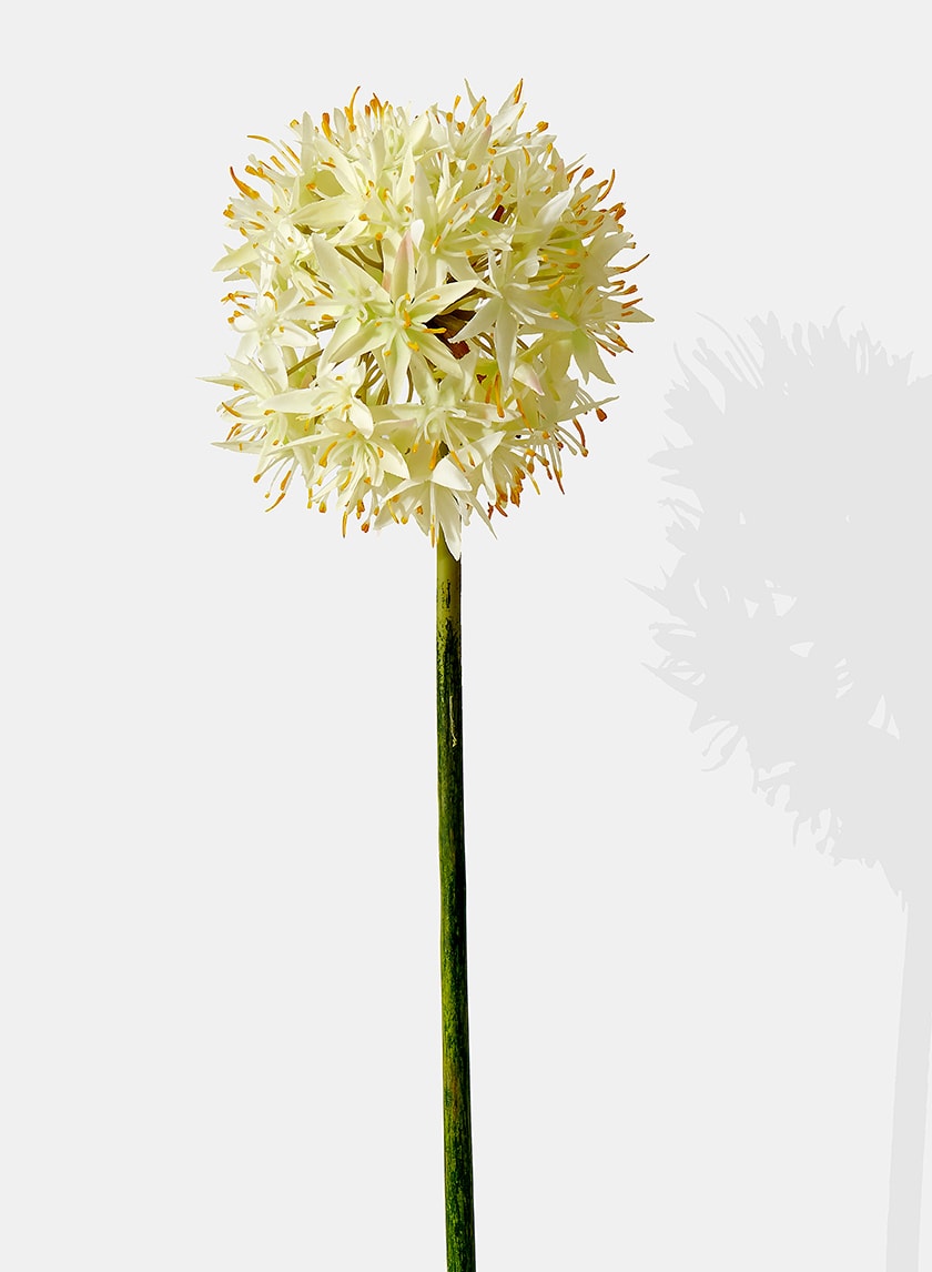 29in Long White Allium