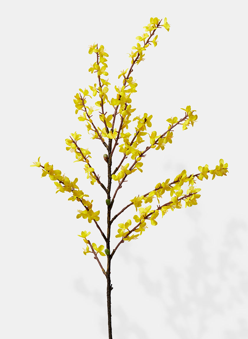 43in Long Winter Jasmine, Case of 12