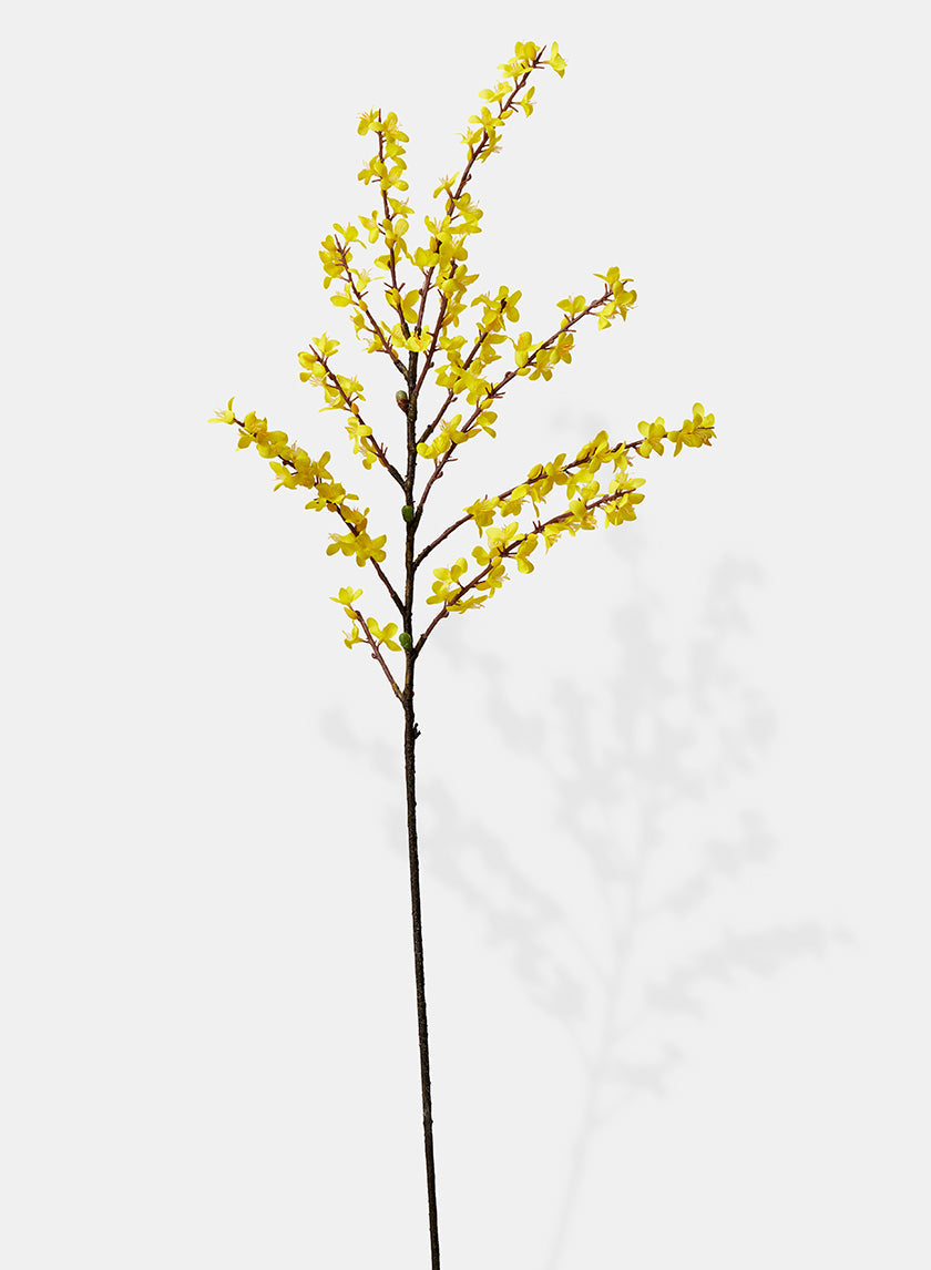 43in Long Winter Jasmine, Case of 12